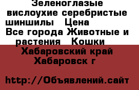 Зеленоглазые вислоухие серебристые шиншилы › Цена ­ 20 000 - Все города Животные и растения » Кошки   . Хабаровский край,Хабаровск г.